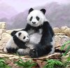 Afbeelding van het spelletje Craft Buddy Crystal Art Kaart Pandaberen 18x18 cm