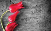 Fotobehang Vlies | Bloemen, Tulp | Rood | 368x254cm (bxh)