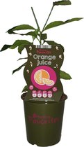 Sinaasappelplant - Orange Juice