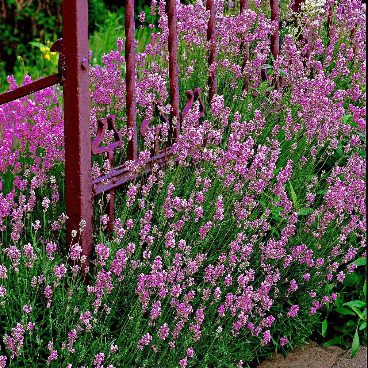 Schep bezoek gevaarlijk bol.com | Lavandula Angustifolia Loddon Pink - 5x Lavendel roze - ↑ 10-15cm  - Ø 7cm