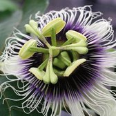 Eetbare Passiflora - Passievrucht - Edulis Purple Giant (2L) - passiebloem - kleinfruit - fruitstruik - zelf fruit kweken - 3 stuks