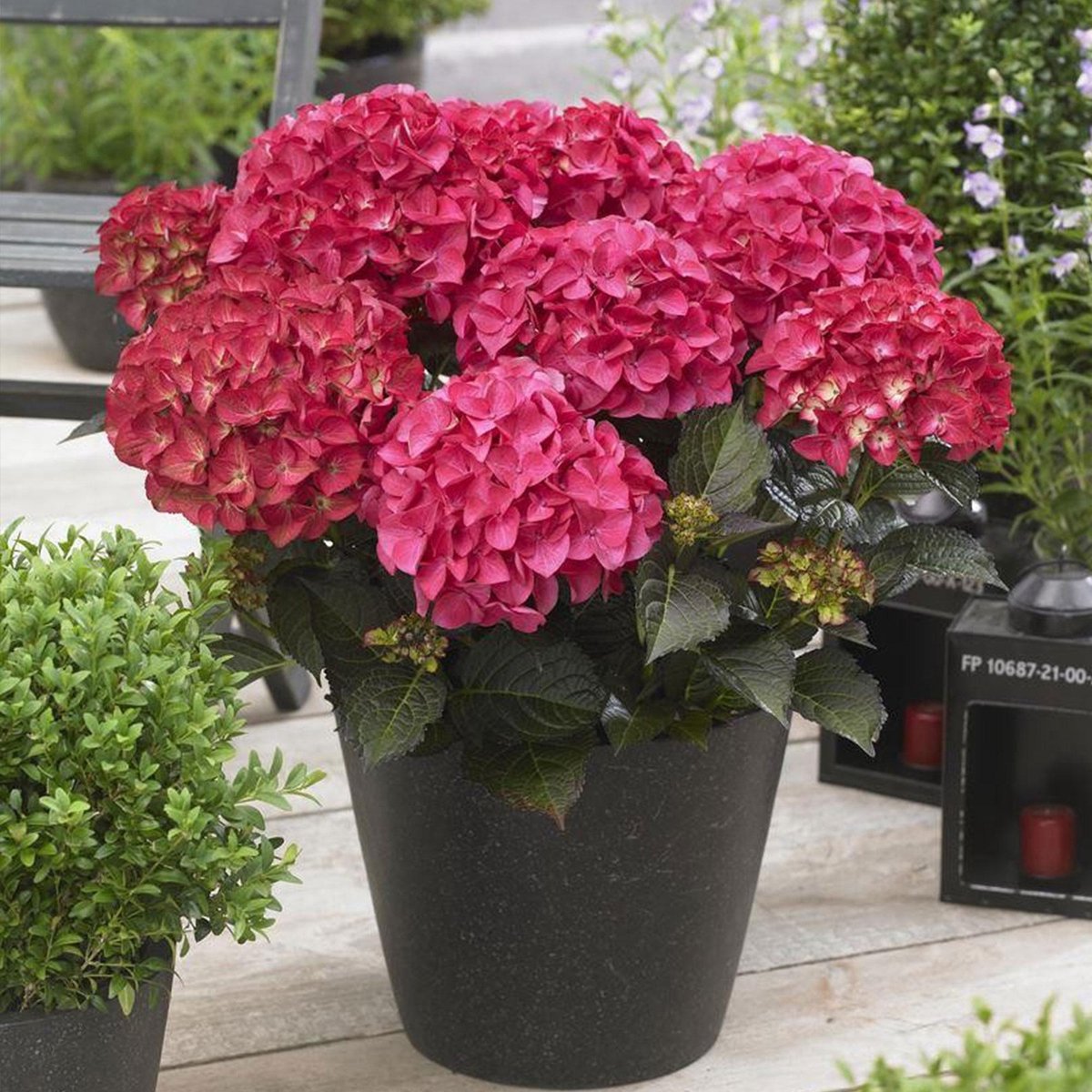 Hydrangea 