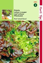 2 stuks Hortitops Red Salad Bowl Rode Eikenbladsla