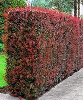 2x6 Berberis Thunbergii Atropurpurea - 2x set van 6 - ↑ 40-60cm