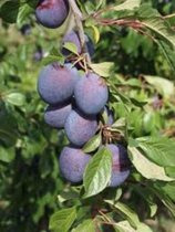 Prunus domestica 'Valor' pruimenboom, wortelgoed
