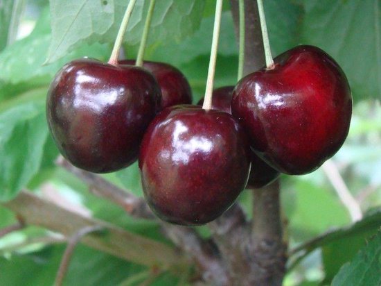 Prunus av. 'Regina' - Zoete kers - BIO fruitboom