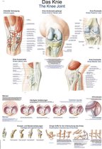 Het menselijk lichaam - anatomie poster kniegewricht (Duits/Engels/Latijn, papier, 50x70 cm)  + ophangsysteem