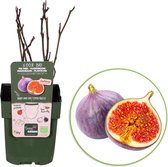 2x Ficus Perretta - Biologische Vijgenboompjes - Set van 2 - ↑ 30-60cm - Ø 12cm