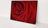 Rode roos | 150 x 100 CM | Canvasdoek voor buiten | Schilderij | Outdoor | Tuindoek