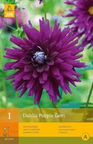 2 stuks 1 Dahlia Purple Gem