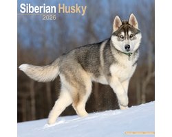 foto van Siberian Husky Kalender 2026
