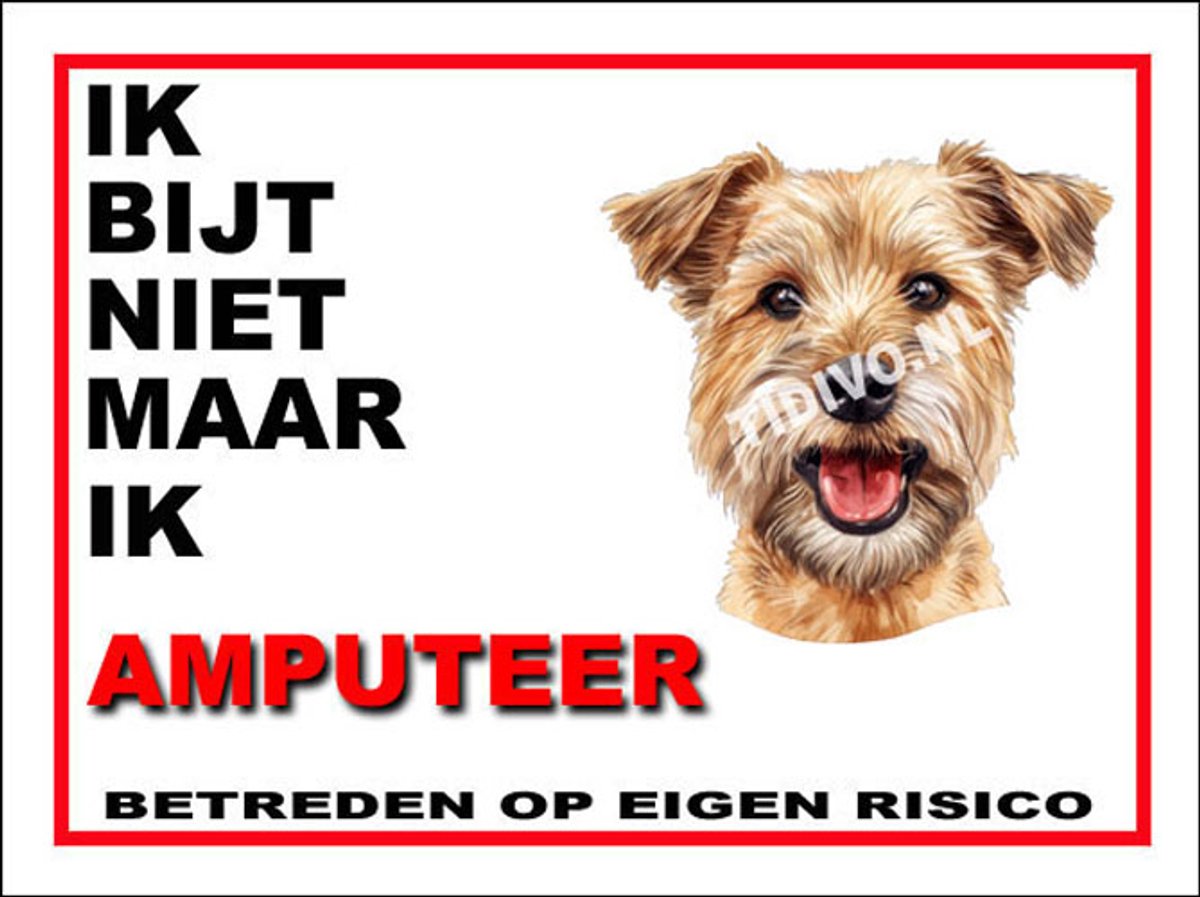 Lucas Terrier 5