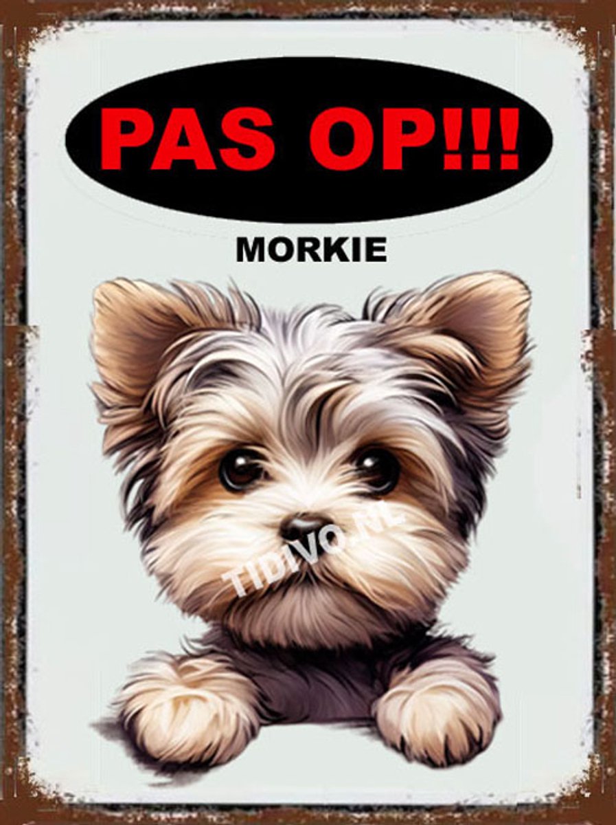 Morkie 17
