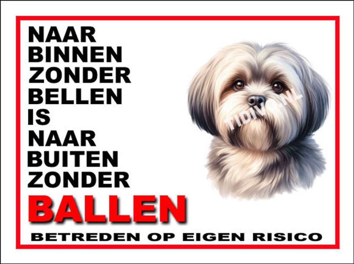 Lhasa Apso 11