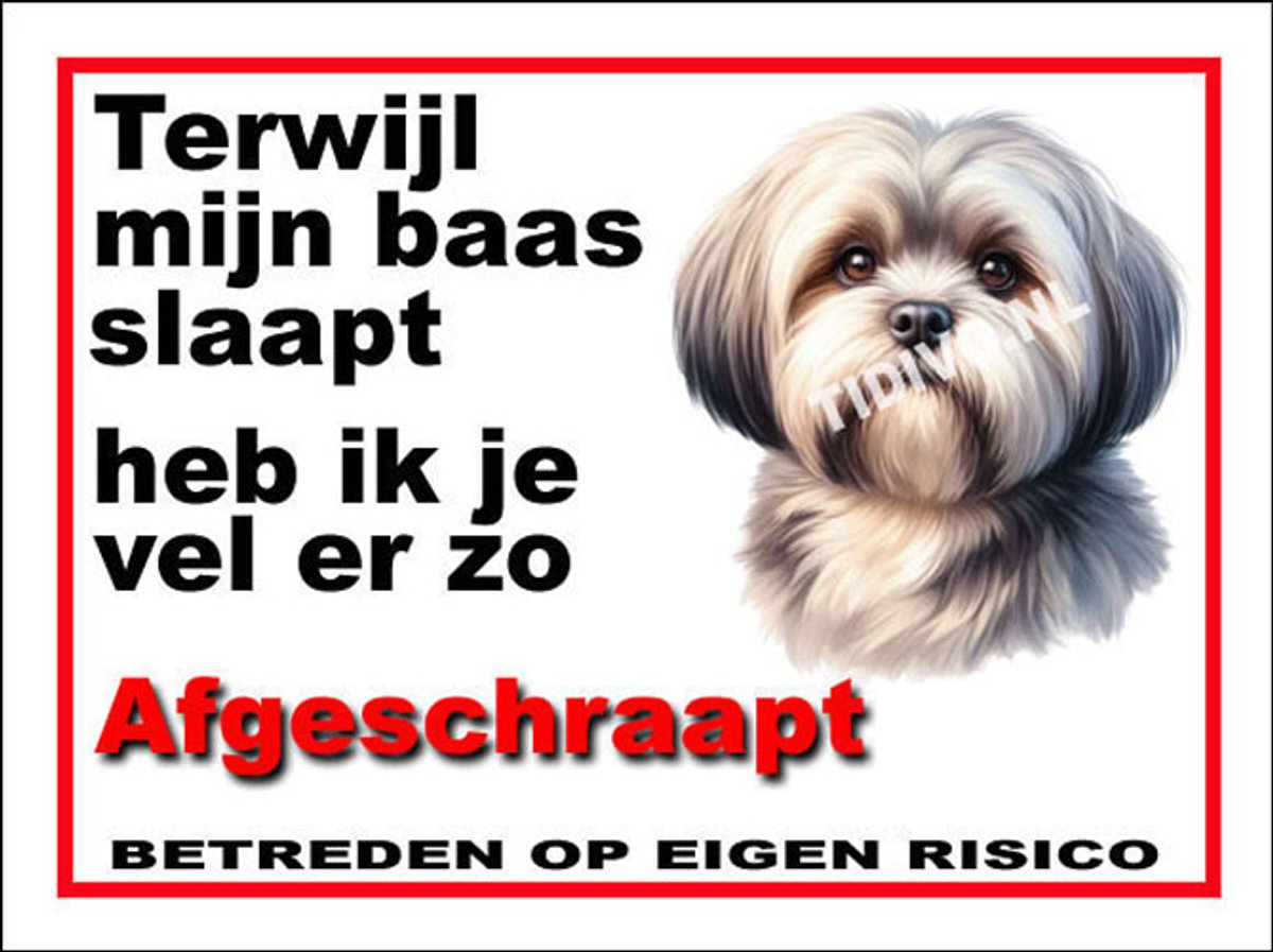 Lhasa Apso 15