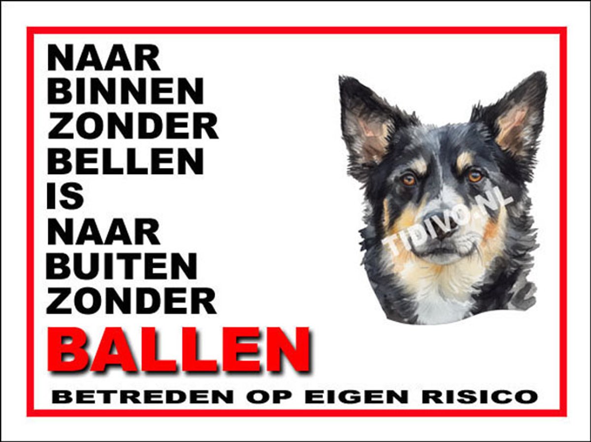 Lapponian Herder 11