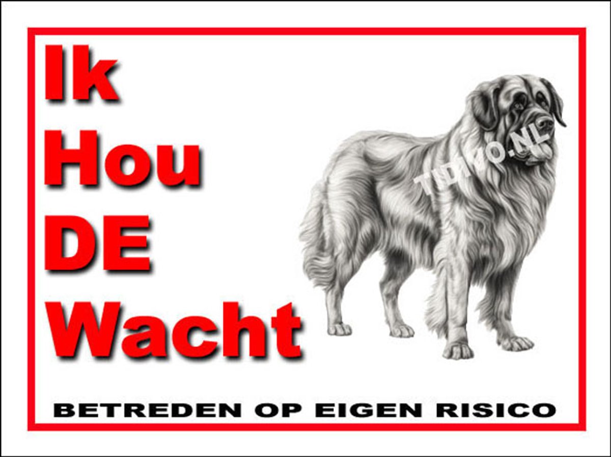 Leonberger 7