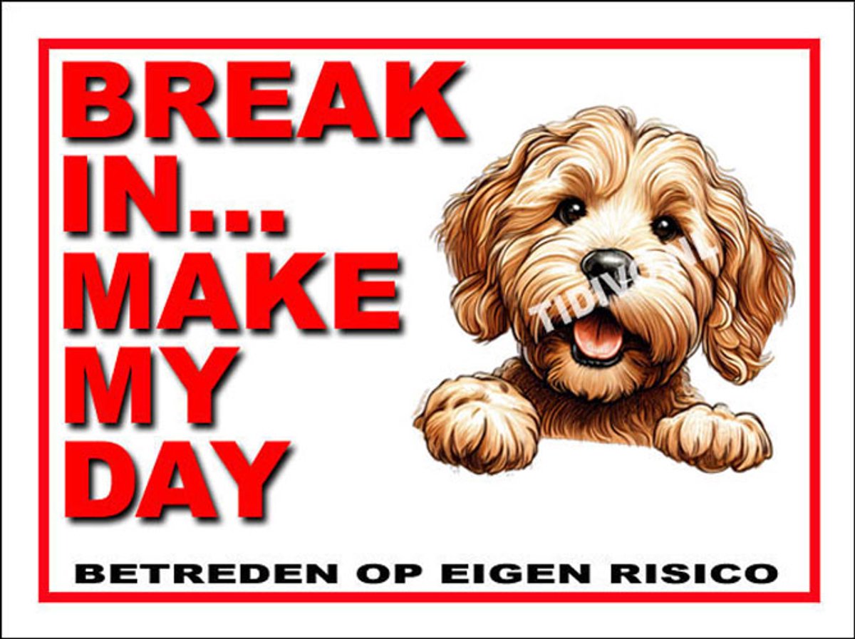 Labradoodle 1