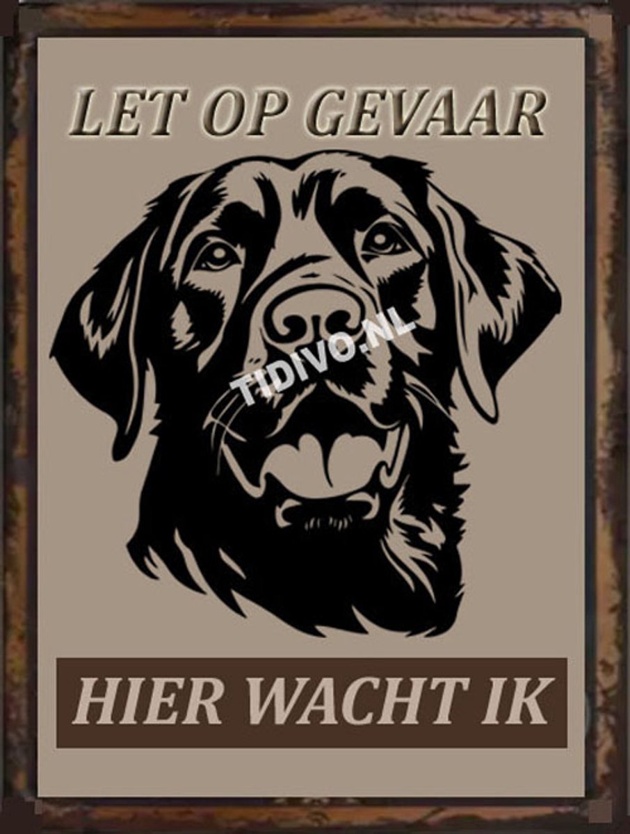 Labrador Retriever 18