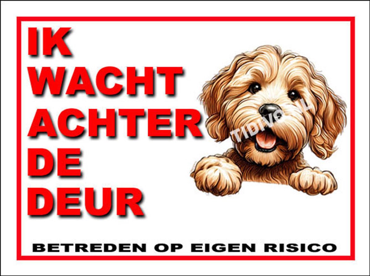 Labradoodle 10