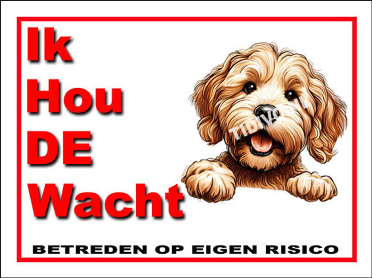 Labradoodle 7