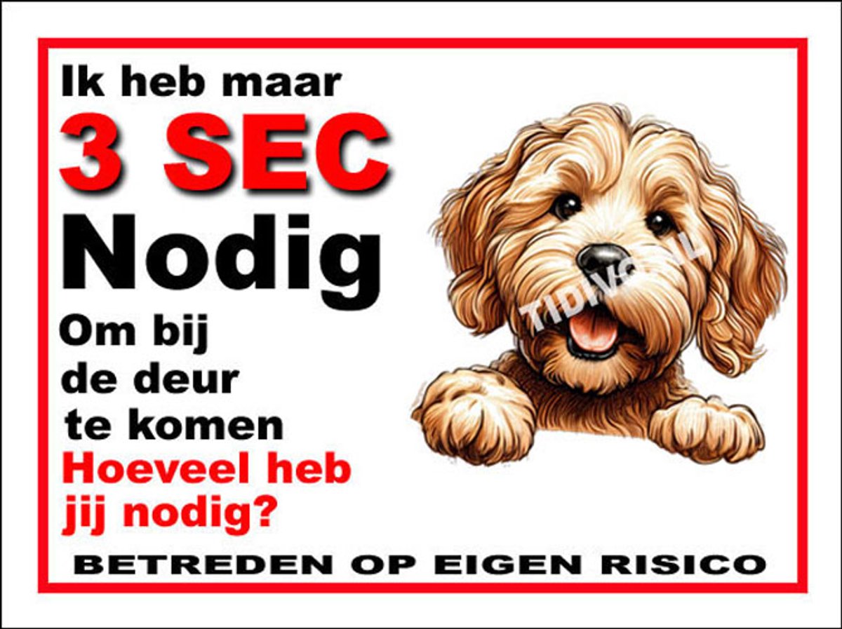 Labradoodle 6