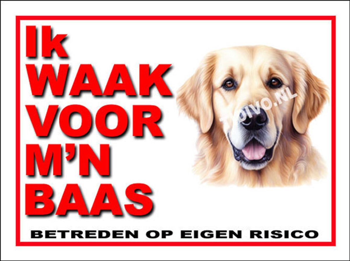 Golden Retriever 9