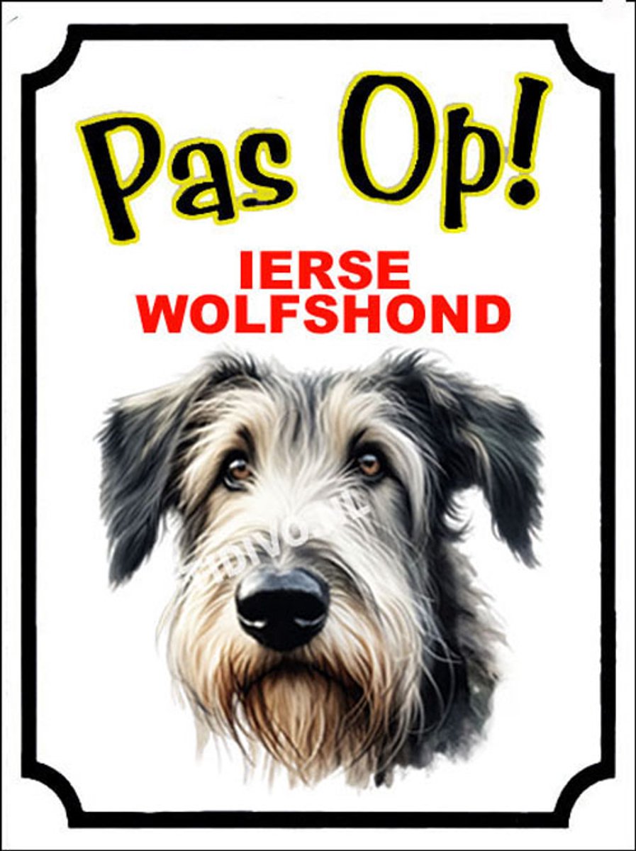 Ierse Wolfshond 16