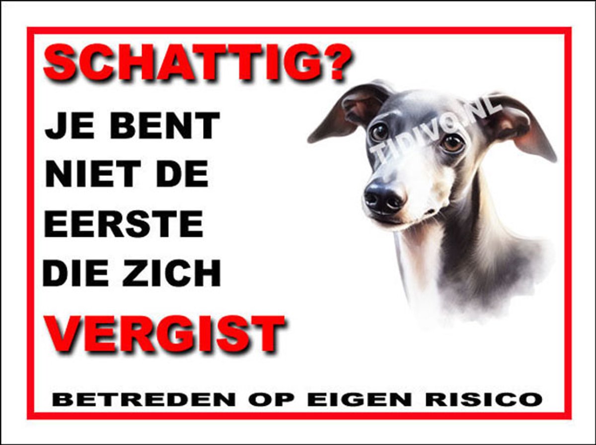 Italiaanse Windhond 14