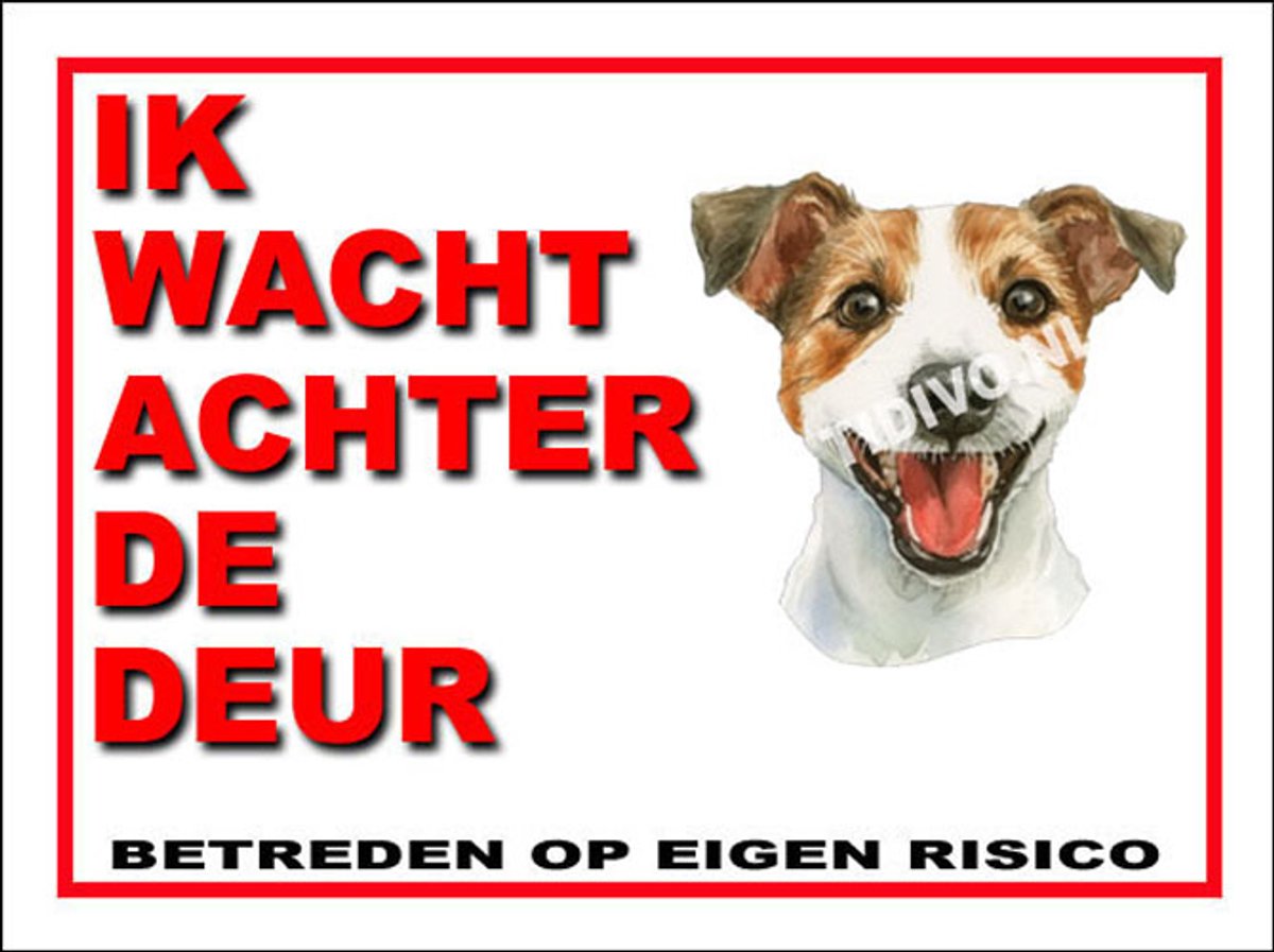Jack Russell Terriër 10