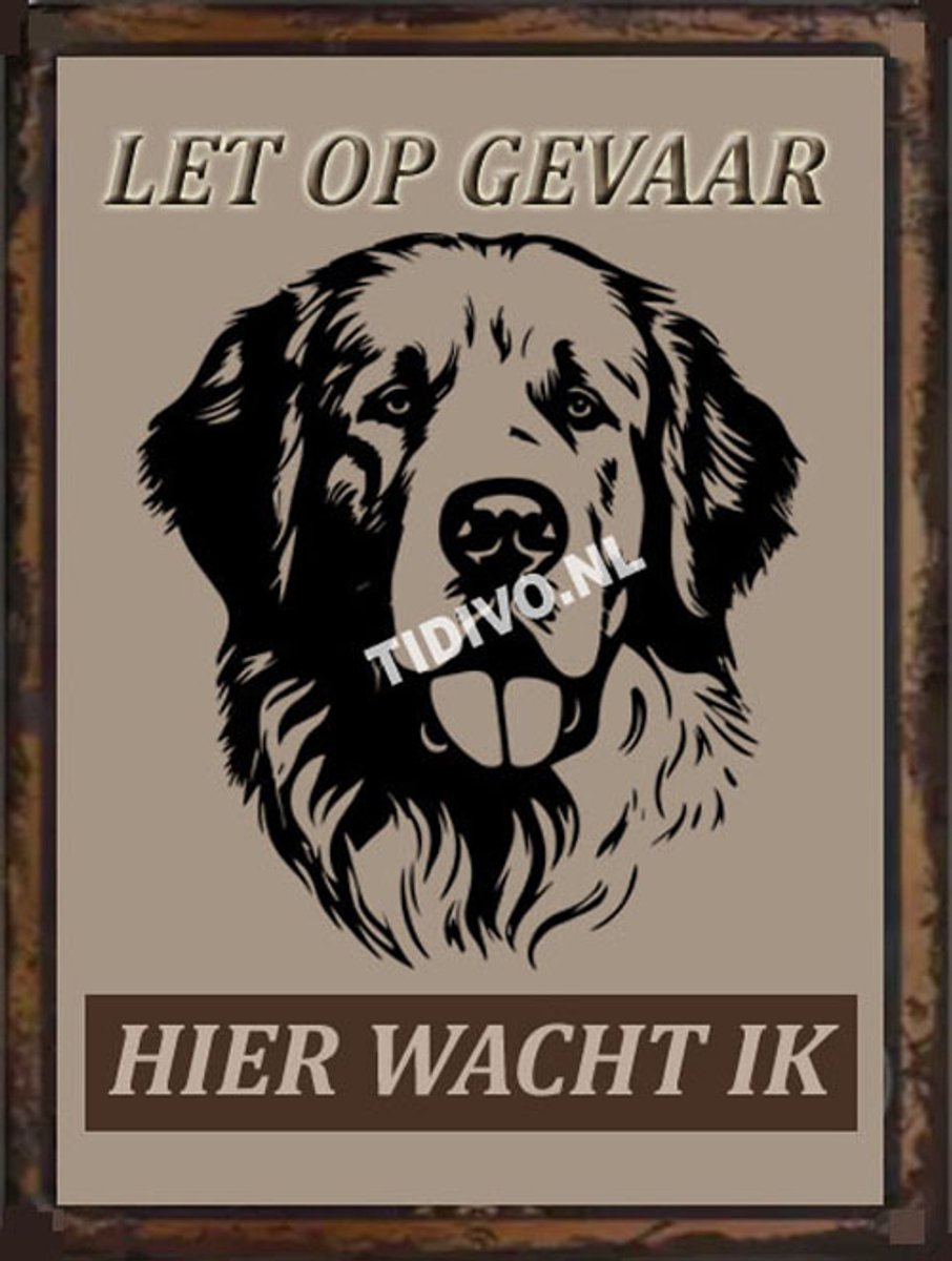 Kuvasz 18