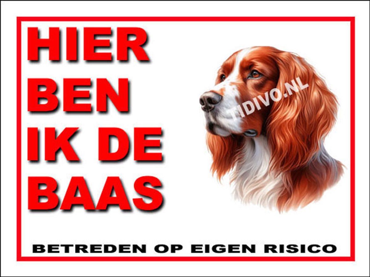 Ierse Setter 2
