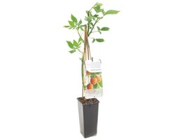 Framboos - Rubus idaeus 'Fallgold' - frambozenplant - frambozenstruik - eigen fruit kweken - ca. 50cm hoog