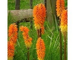 Vuurpijl (Kniphofia) - Royal Castle - Fakkellelie - Vaste planten - Bijen-Vlinders - Snijbloemen - Zomerbollen - bloeit in Juli / Augustus / September