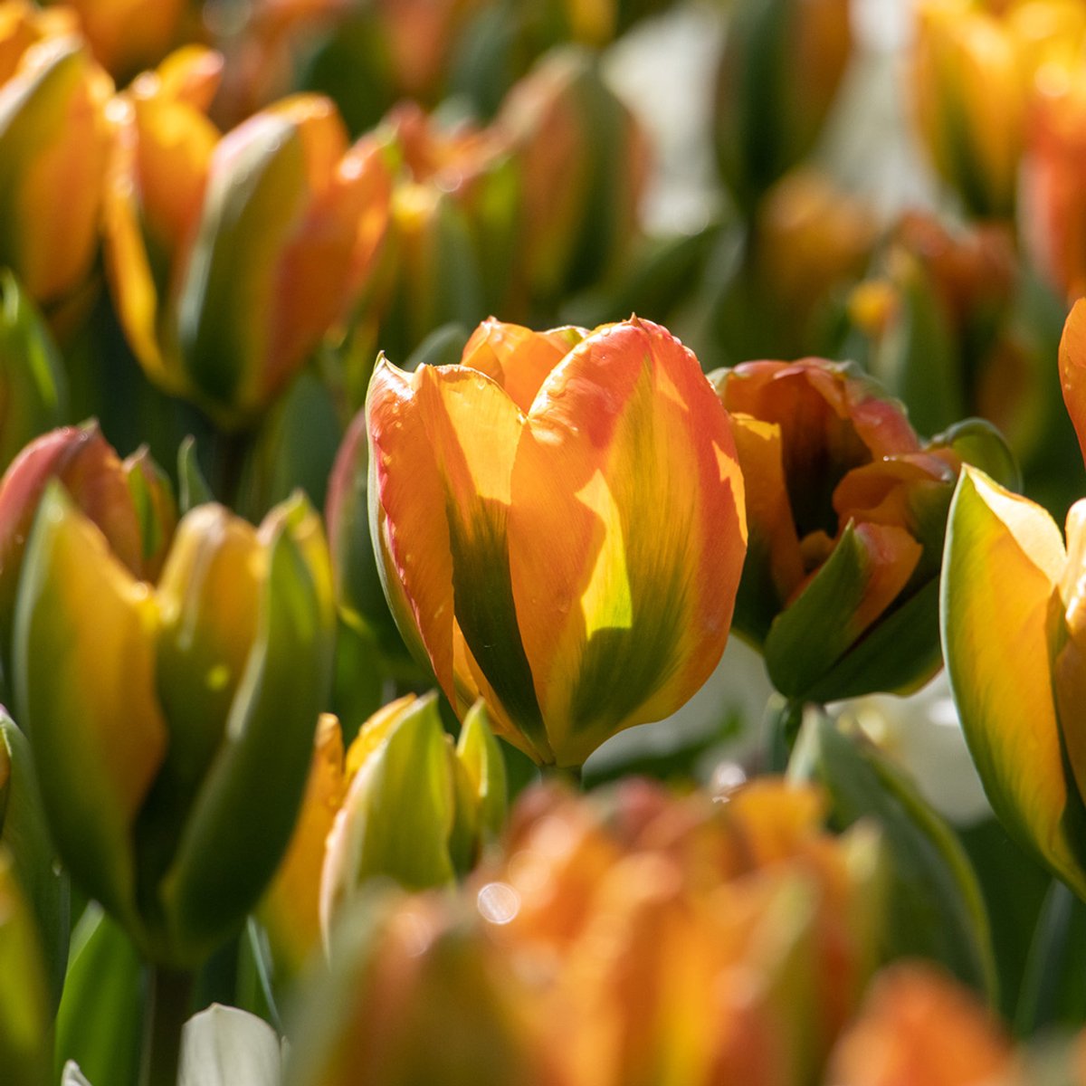 Tulp Orange Marmelade | Viridiflora | Oranje | Tulpenbollen