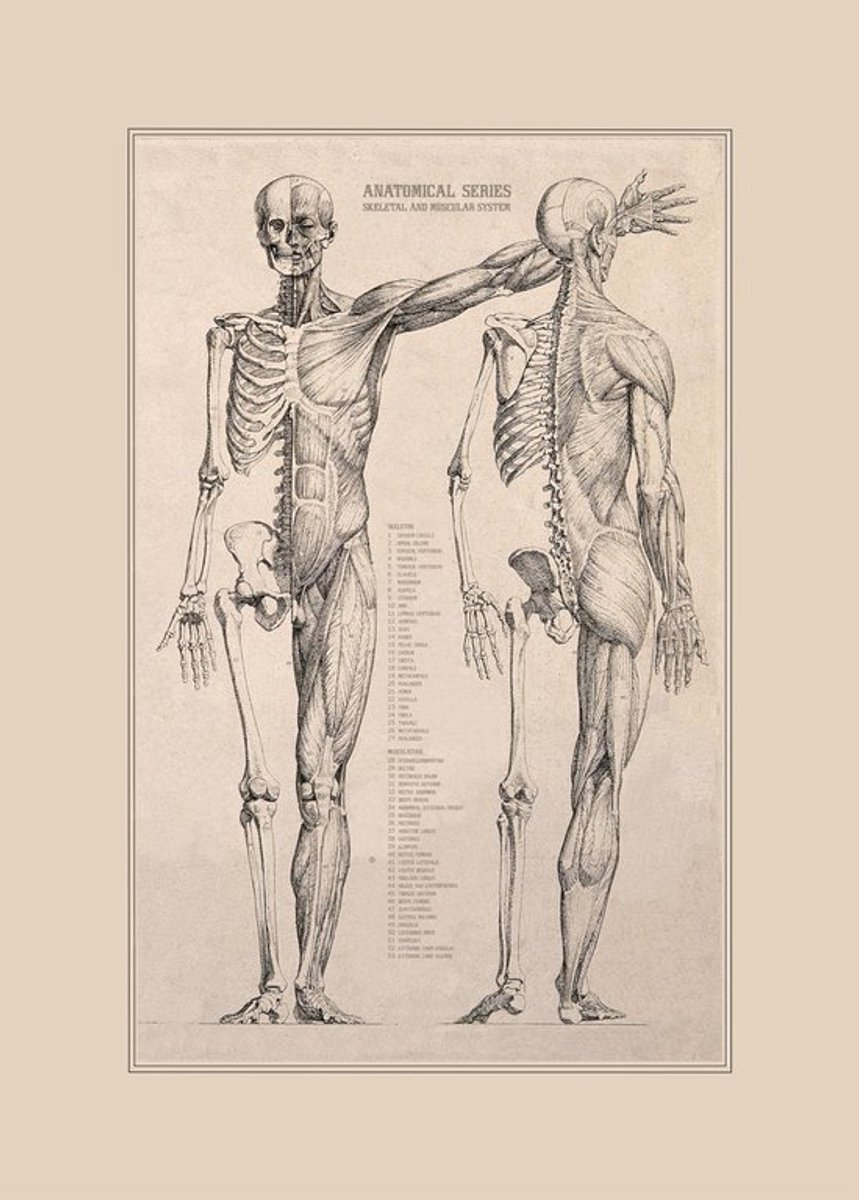 Esque Poster in posterhanger - Vintage Poster Anatomie van Het Menselijk Lichaam - Skelet, Hart, Spieren en Organen - 50x70 Losse poster