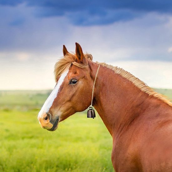 Een bruin paard met een witte streep op de neus, met een bel om de nek.