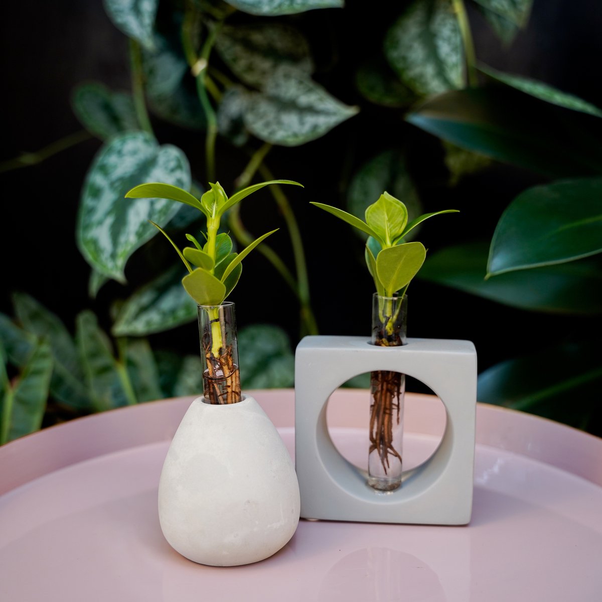Bundel Manilla Clusia Princess | Speciale aanbieding