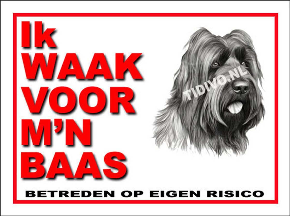 Briard 9