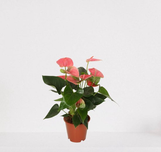Flamingoplant Roze kopen