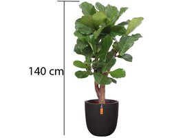Business Plants - Ficus Lyrata - In Capi pot Zwart - c.a. 140 cm hoog - Interieurbeplanting