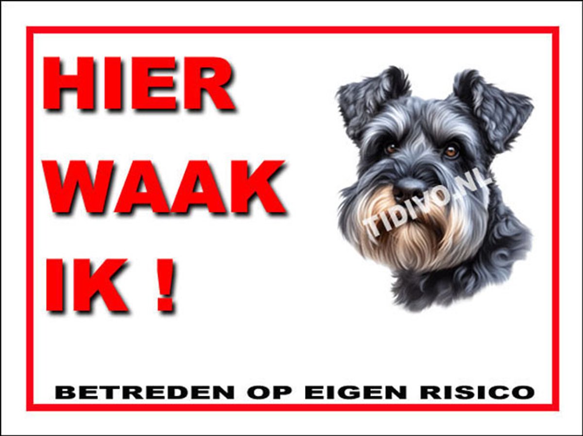 Cesky Terrier 3