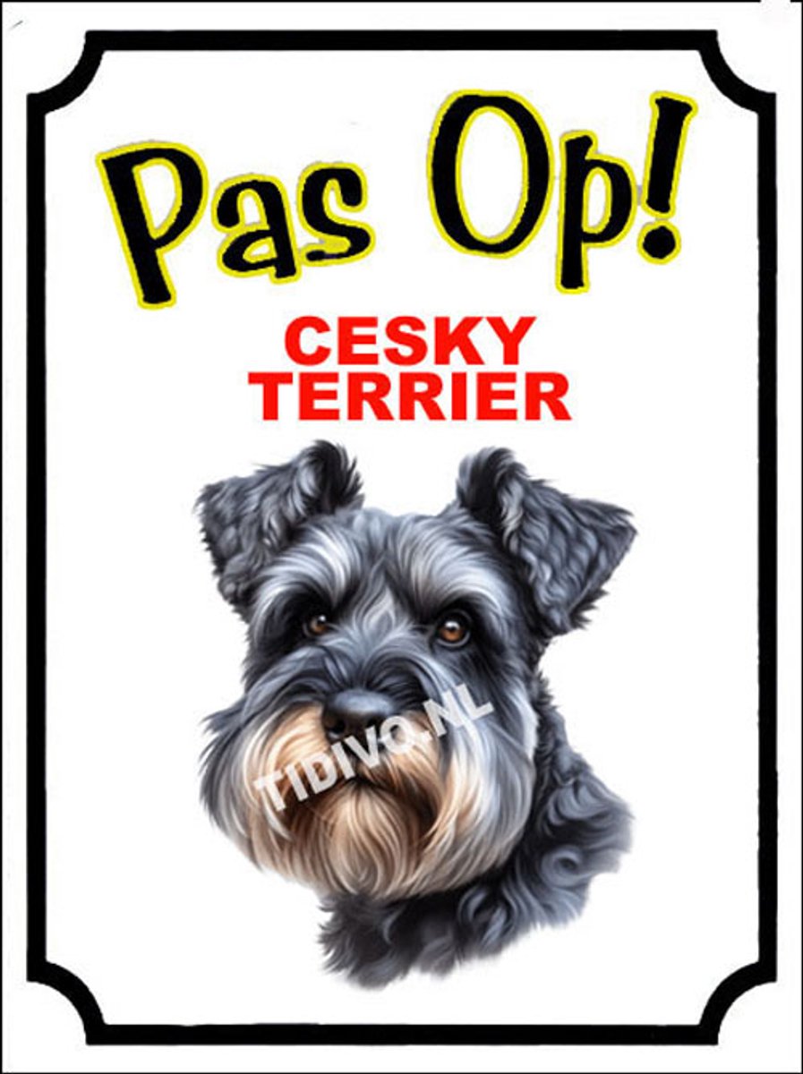 Cesky Terrier 16