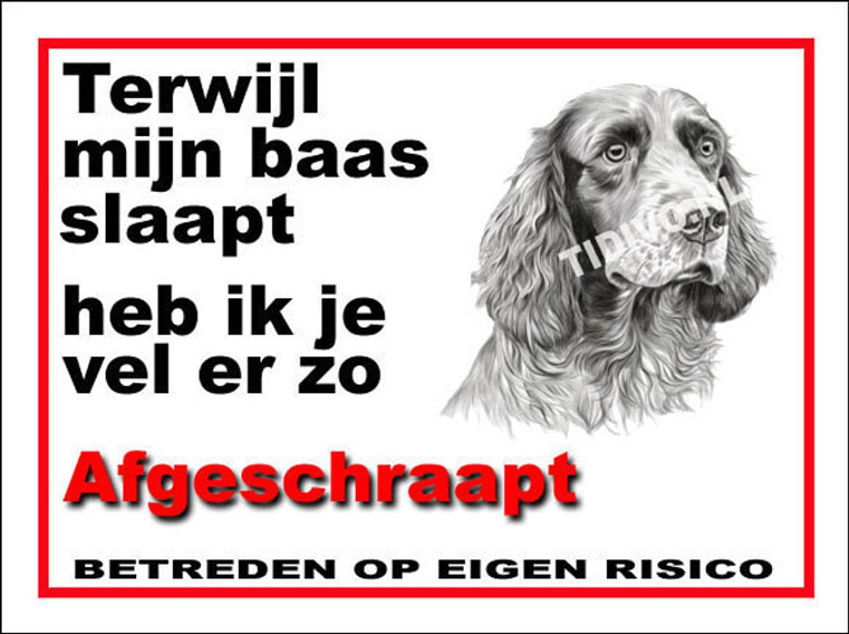 Clumber Spaniel 15