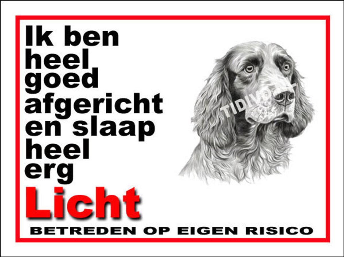 Clumber Spaniel 4