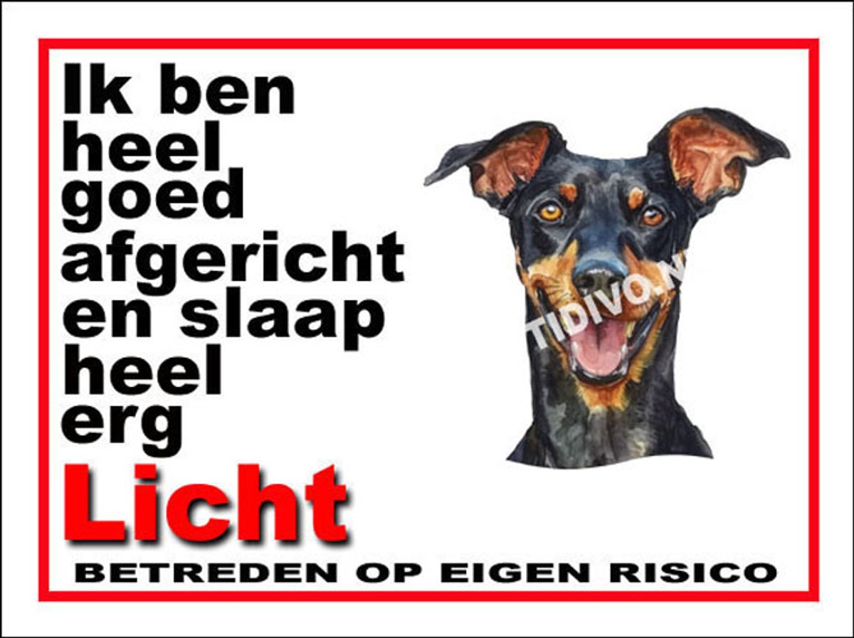 Duitse Pinscher 4