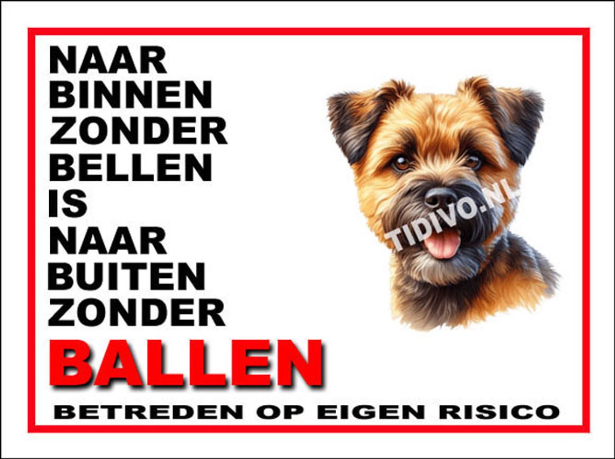 Border Terrier 11