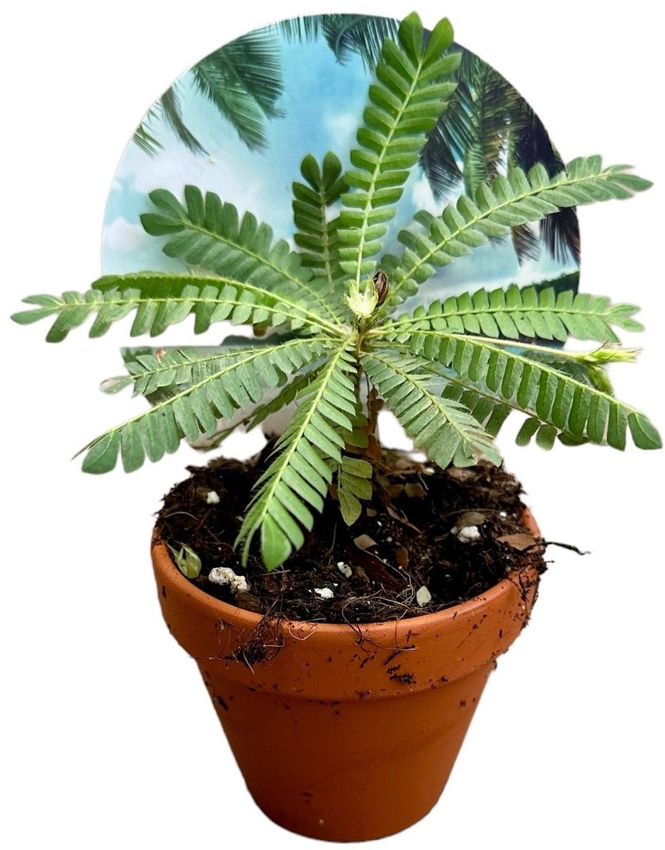Biophytum Sensitivum Kamerplant Potmaat Ø9 cm |Vers Van De Kweker