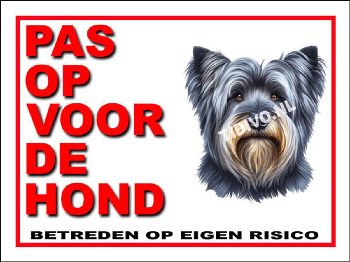 Skye Terrier 13