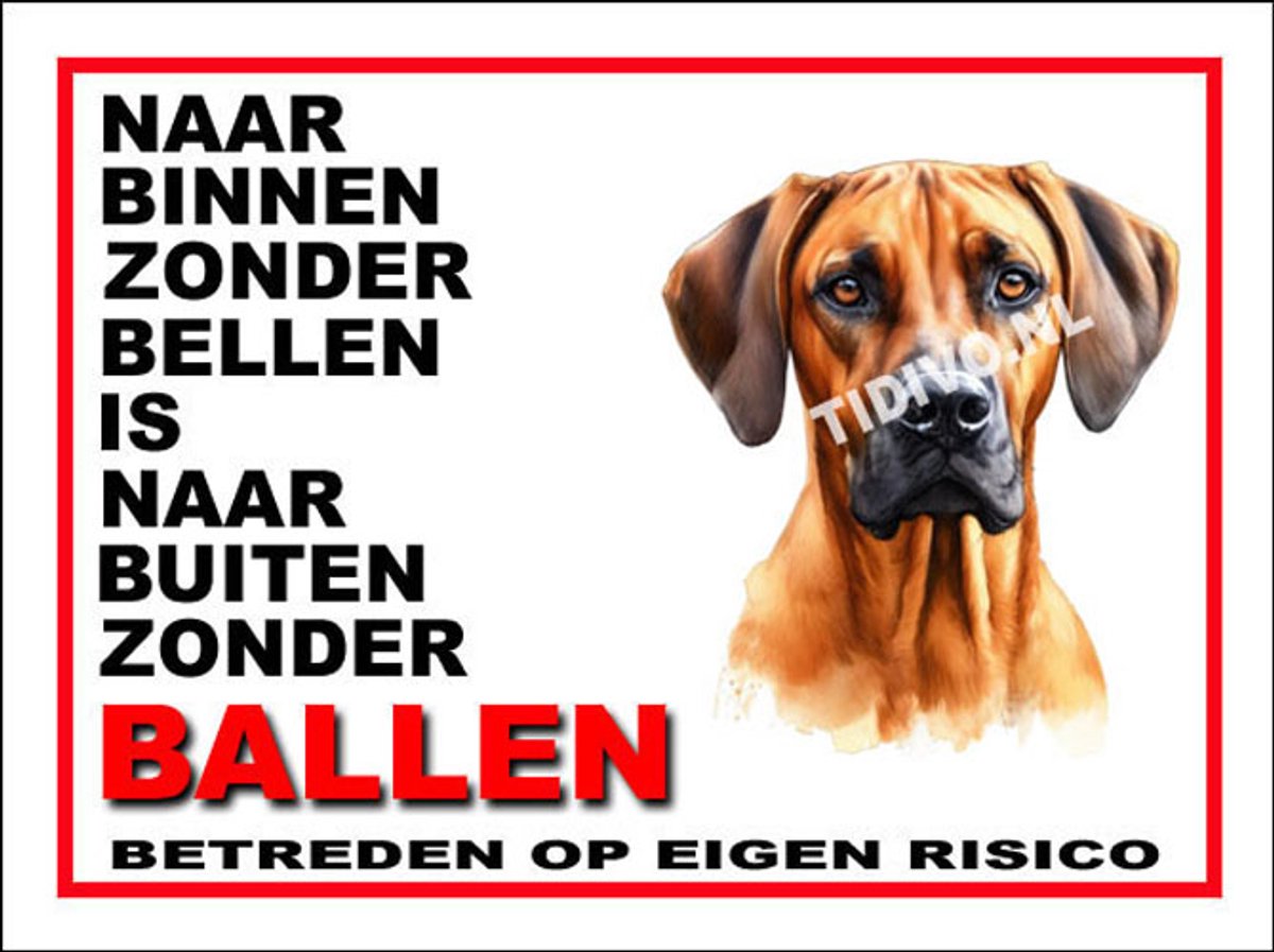 Rhodesian Ridgeback 11